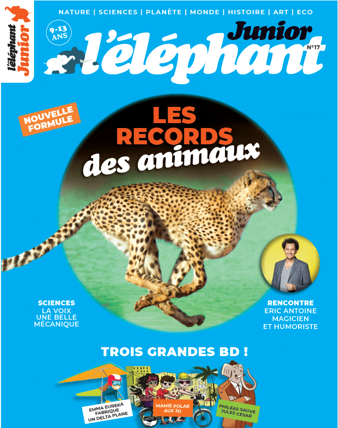 L'éléphant junior n°17